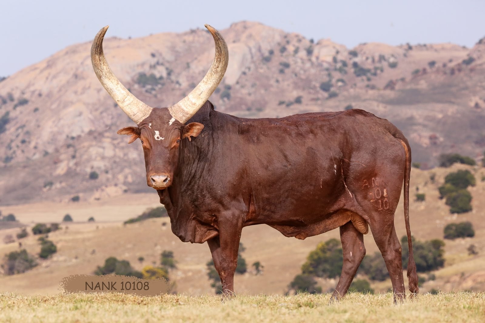 NANK10-108 NANK10-108