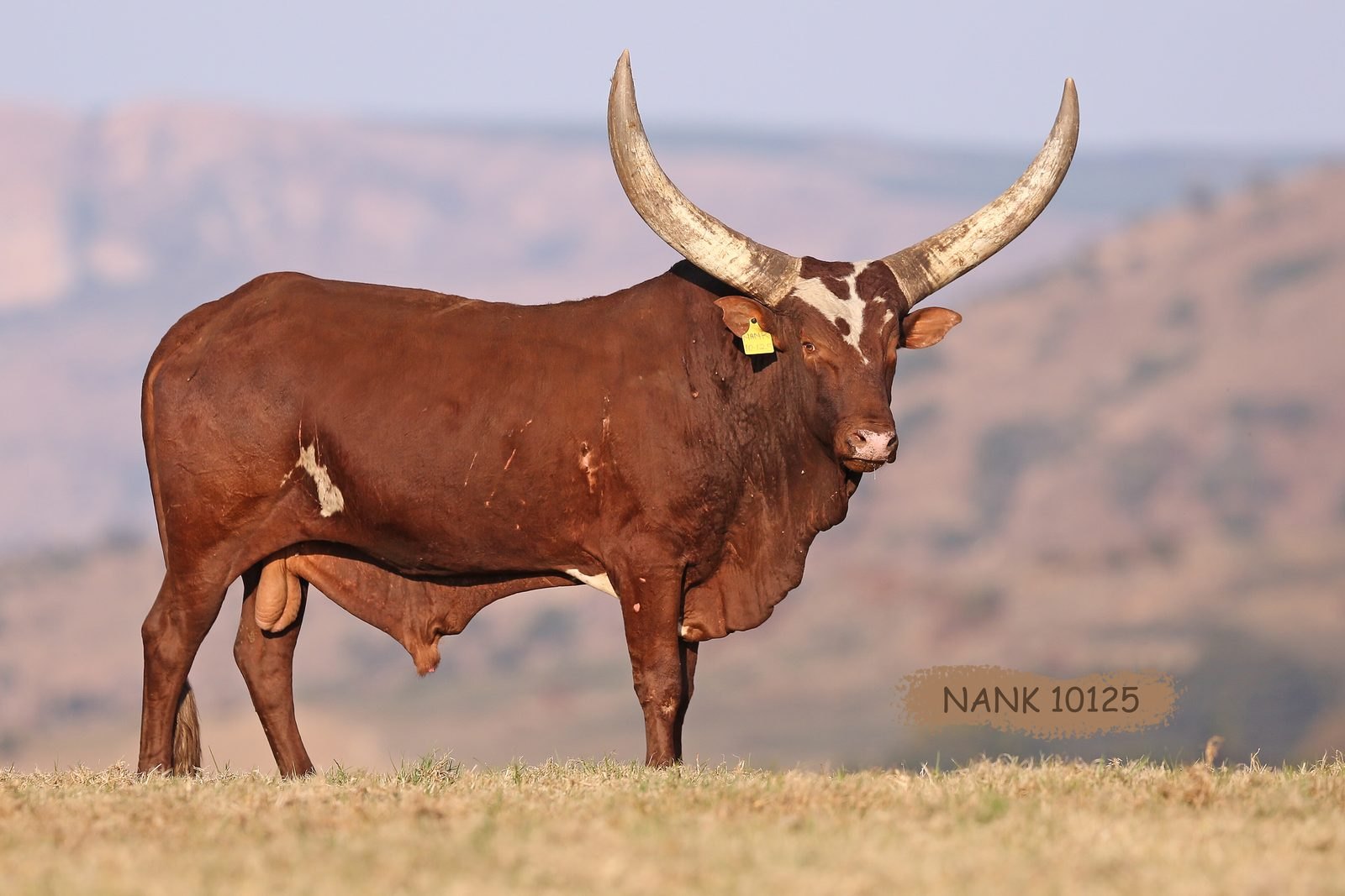 NANK10-225 NANK10-225