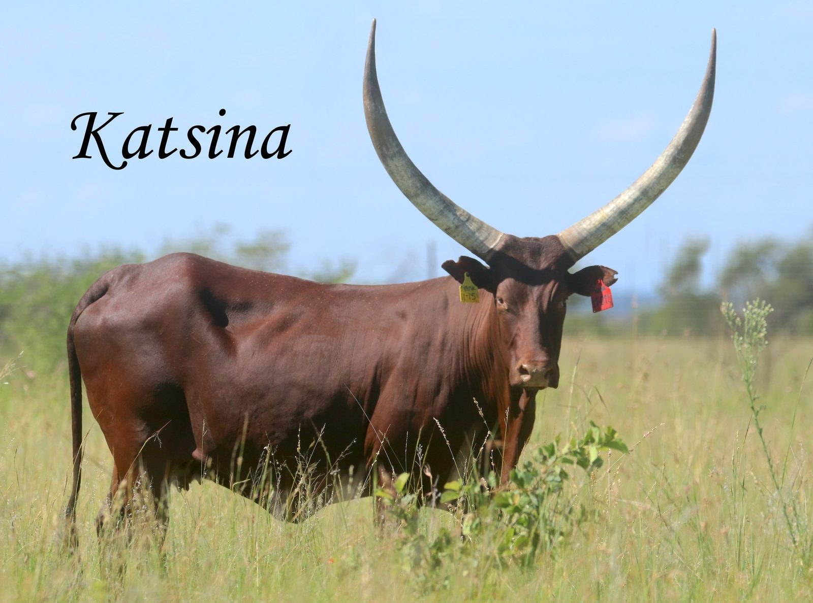 Katsina NANK11-015