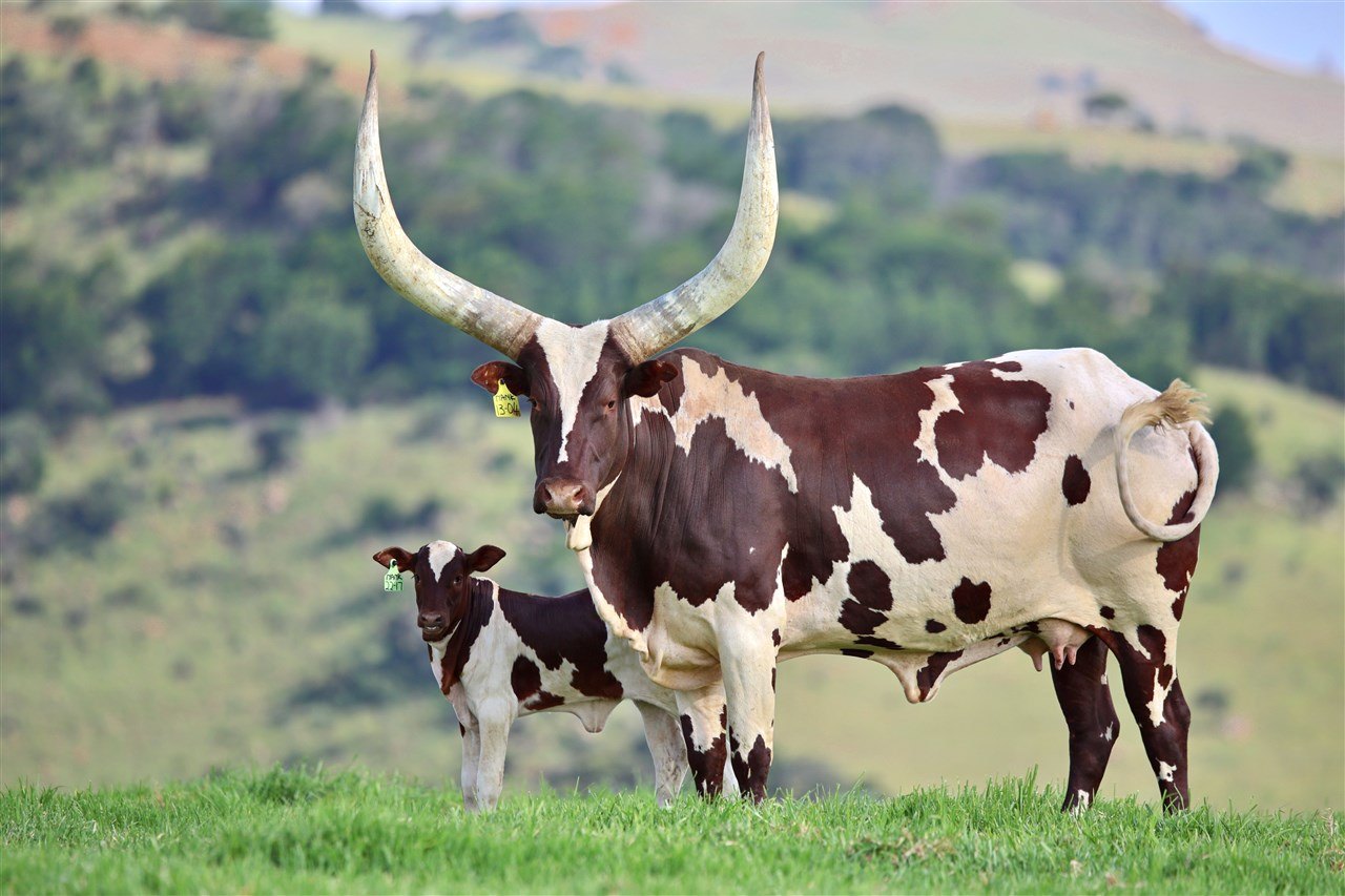 Khethiwe NANK13-004