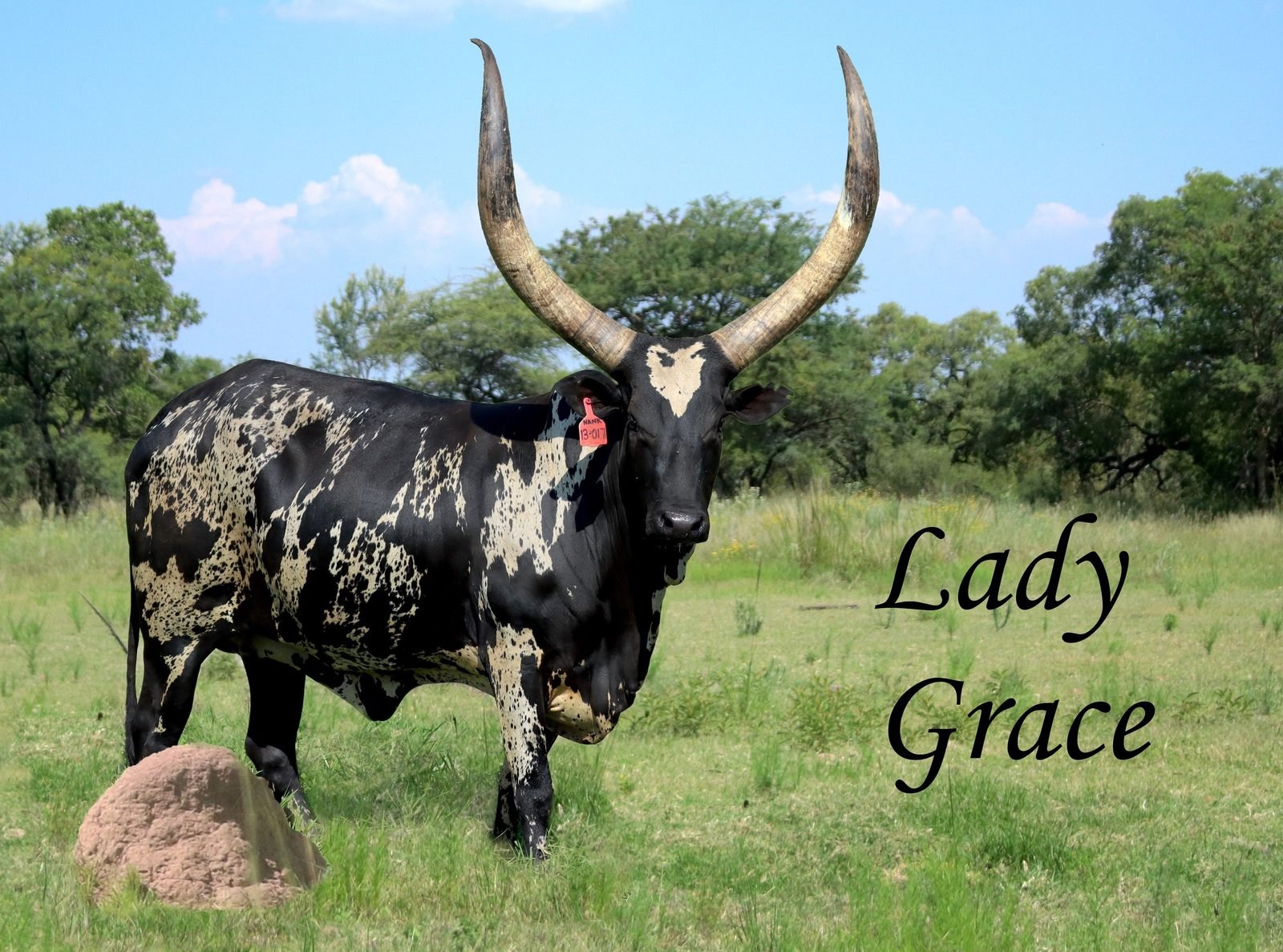 Lady Grace NANK13-017