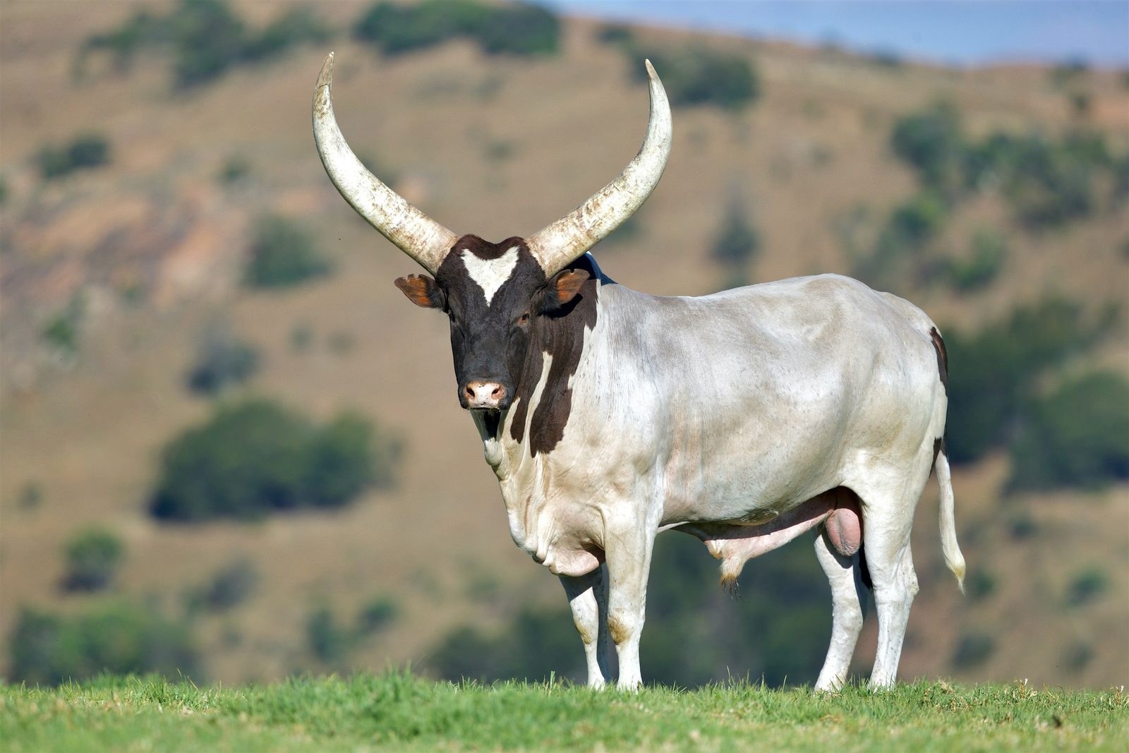 Mutshena