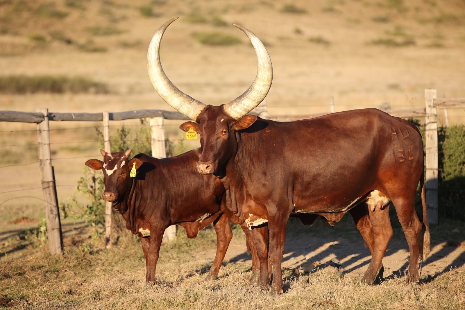 Queen Sheeba NANK14-009