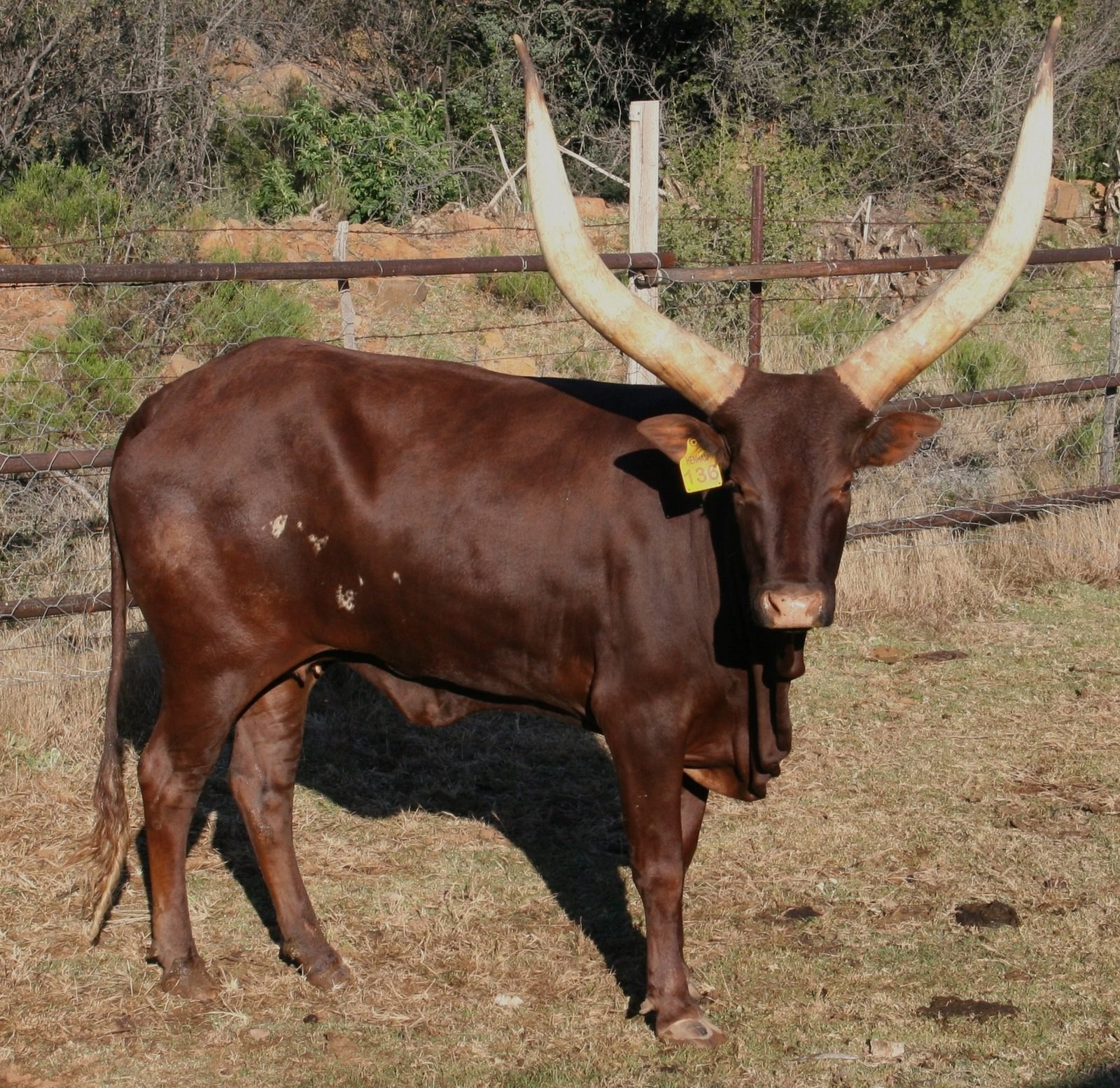 Matriarch NANK14-022