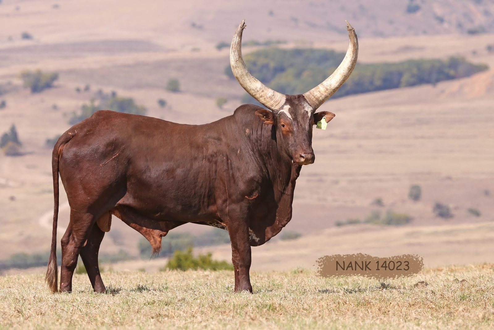 NANK14-023 NANK14-023