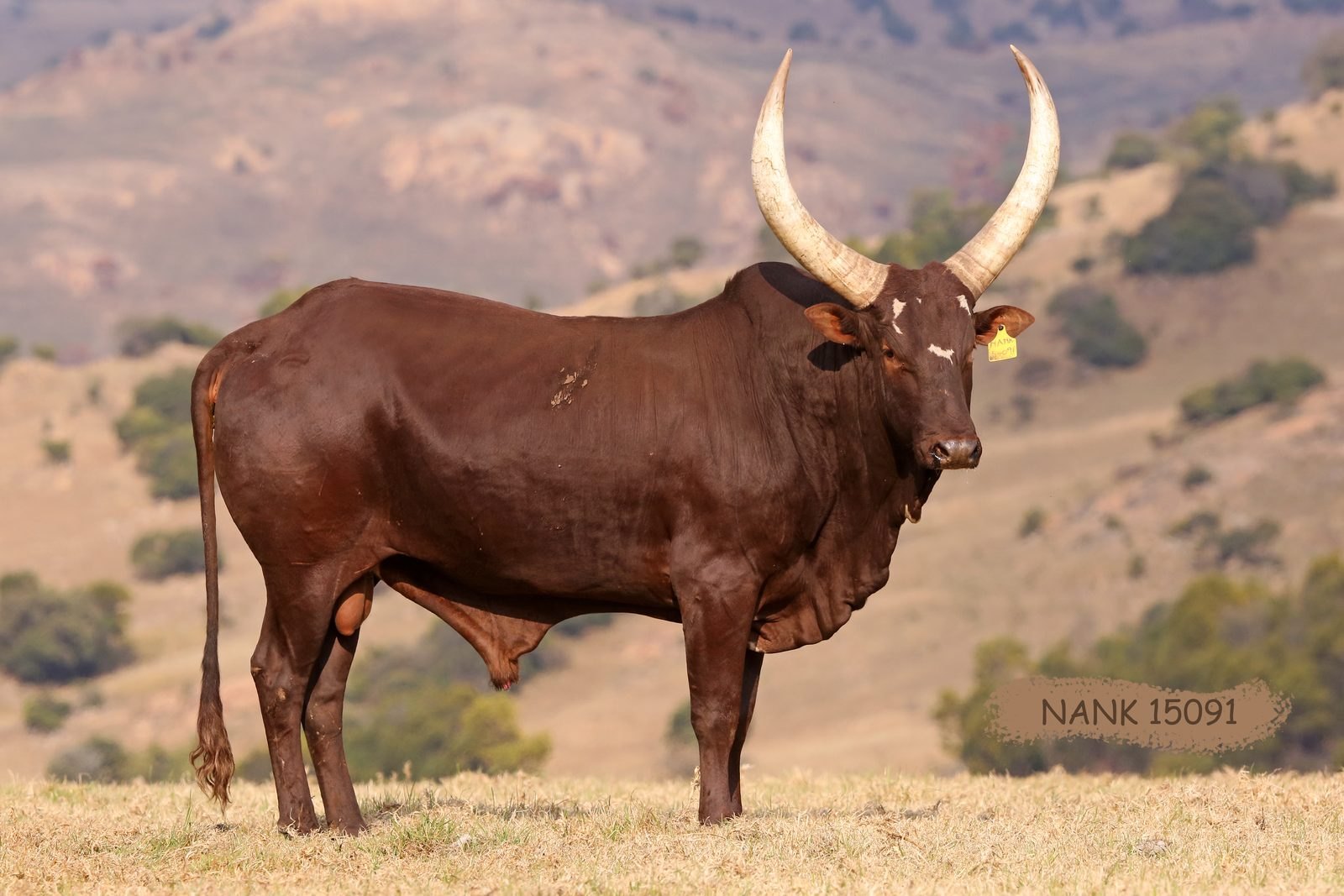 NANK15-091 NANK15-091
