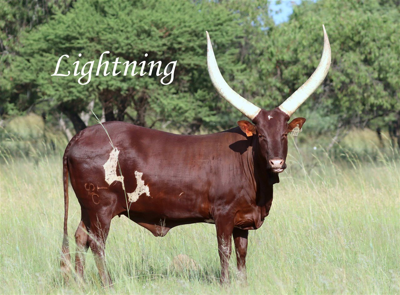 Lightning NANK16-010