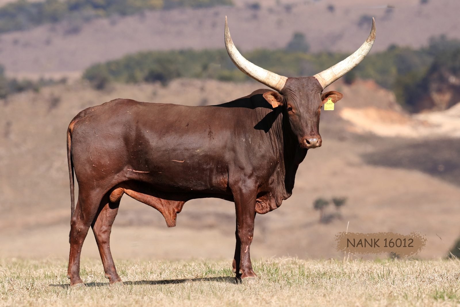 NANK16-012 NANK16-012