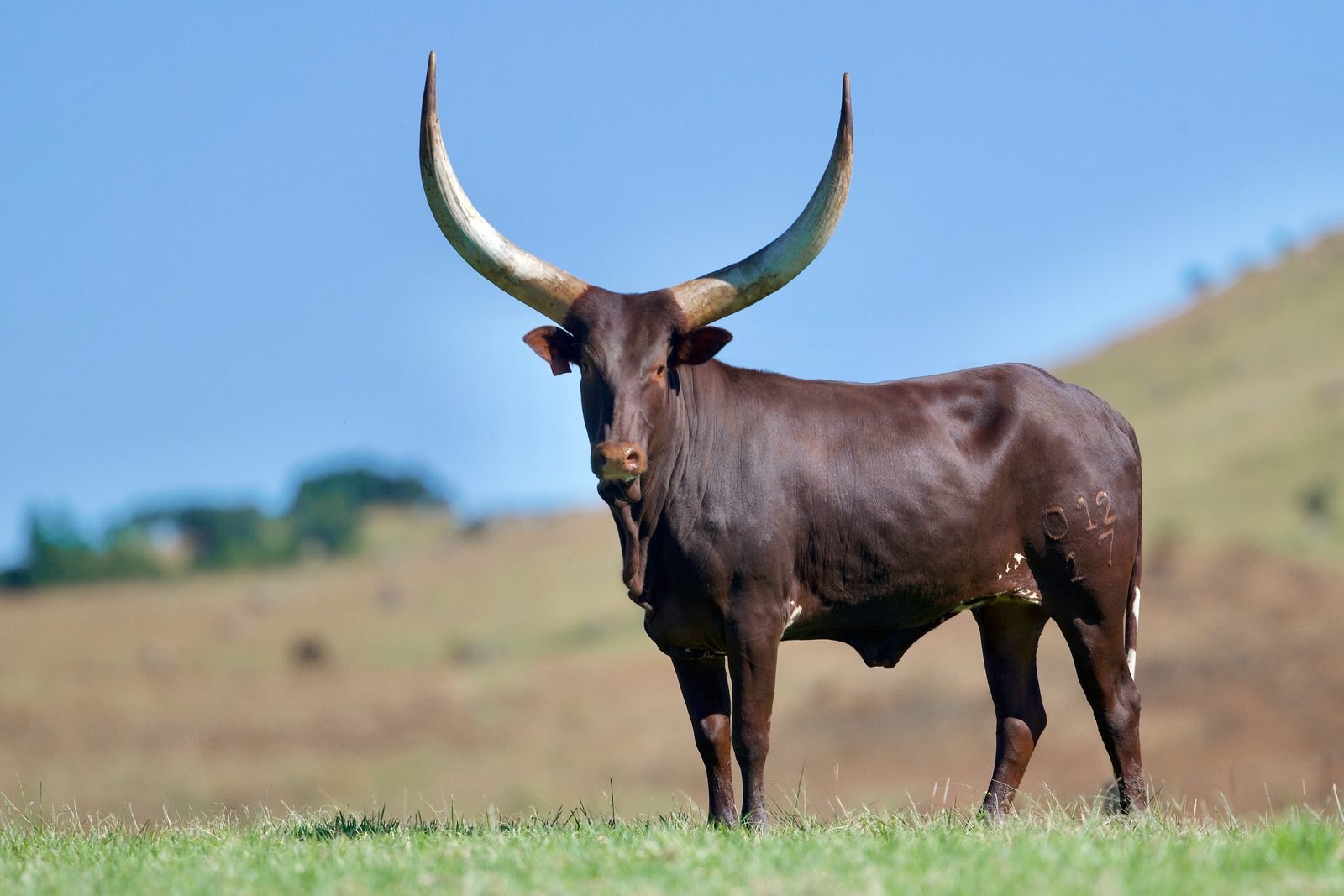 Nomvula NANK17-012