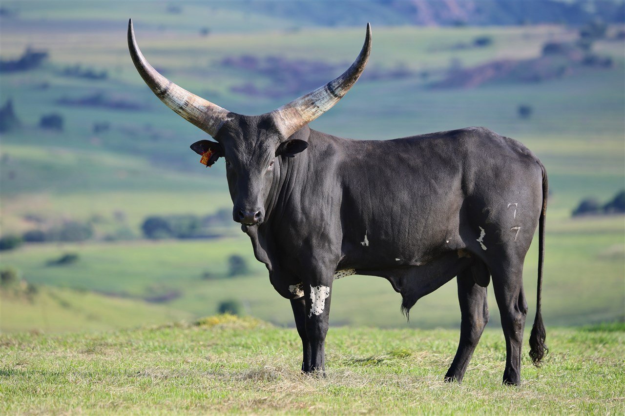 Blacky NANK17-027