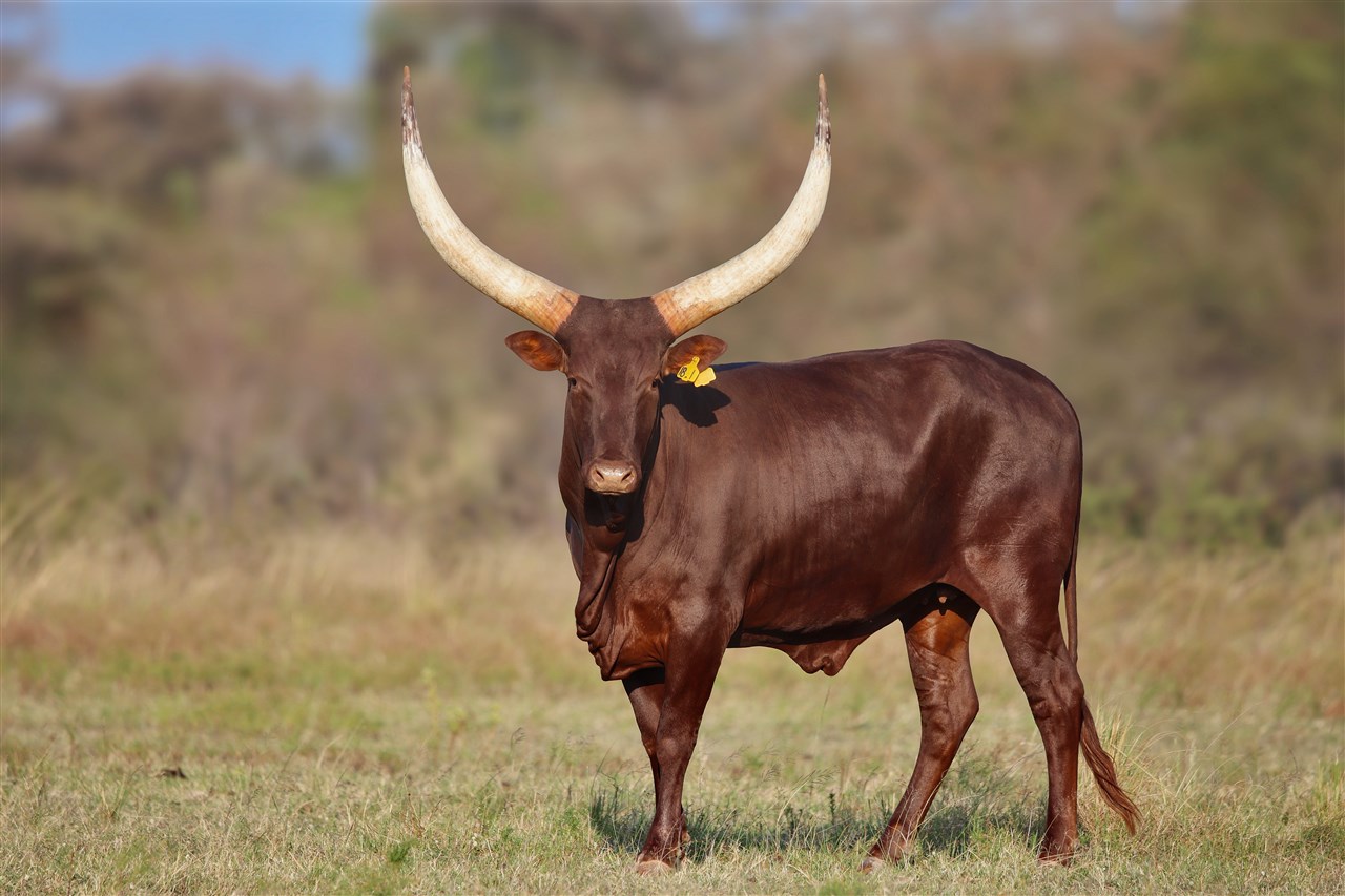 Anele NANK18-001