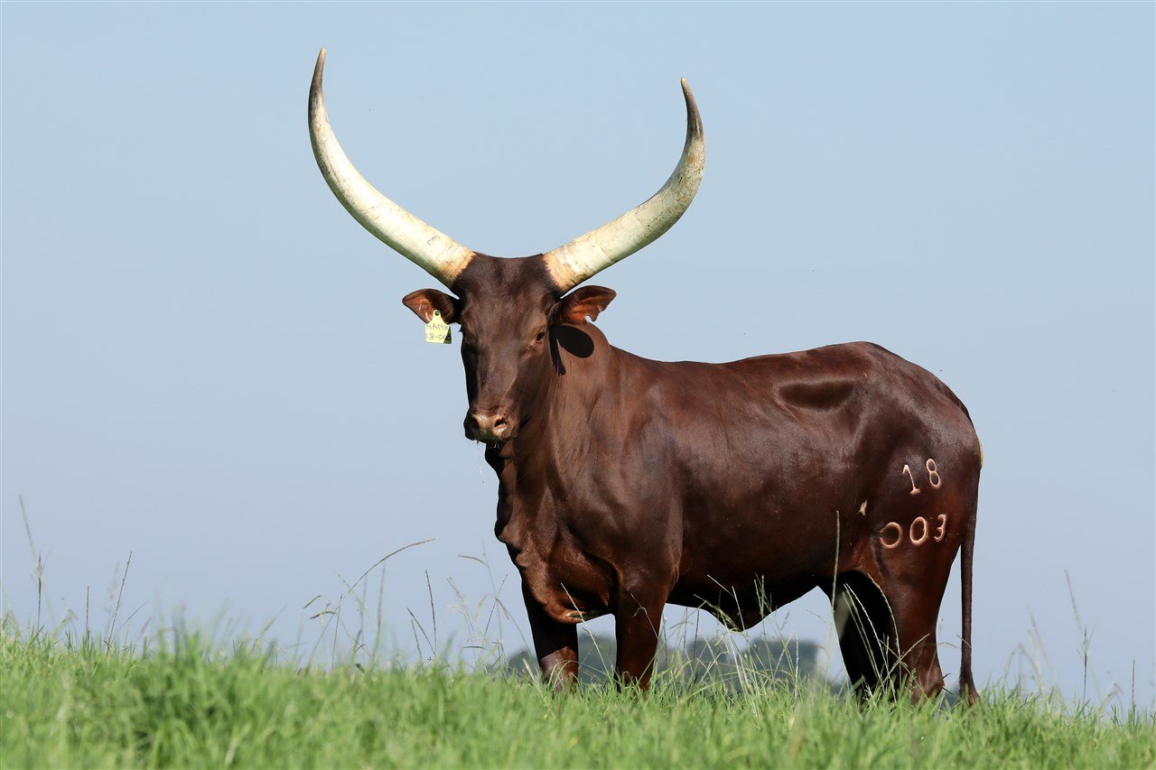 Nelly NANK18-003