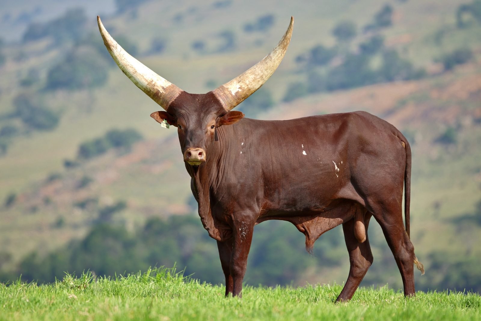 Afrika NANK19-007