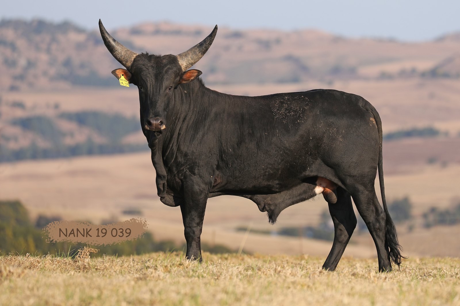 Commercial NANK19-039
