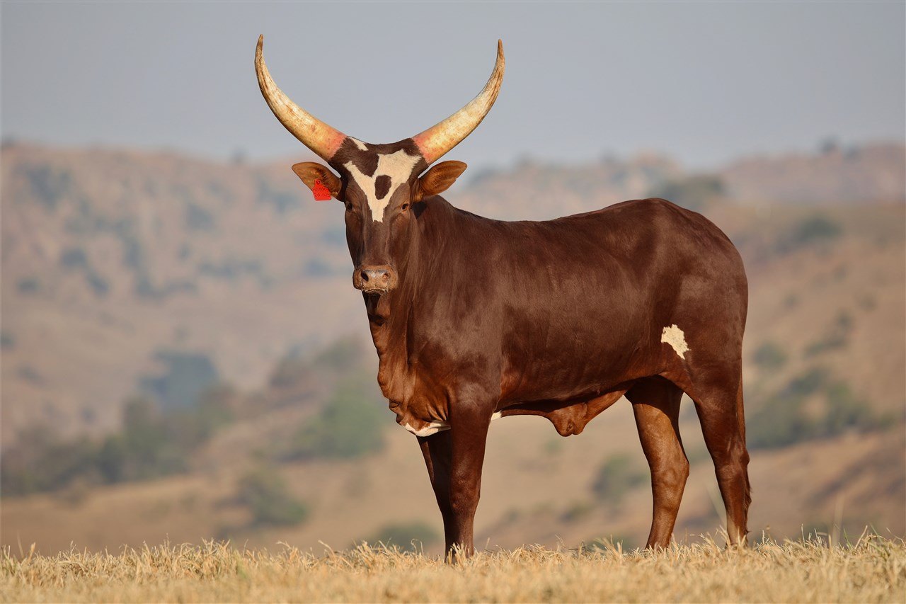 Masindi NANK20-025