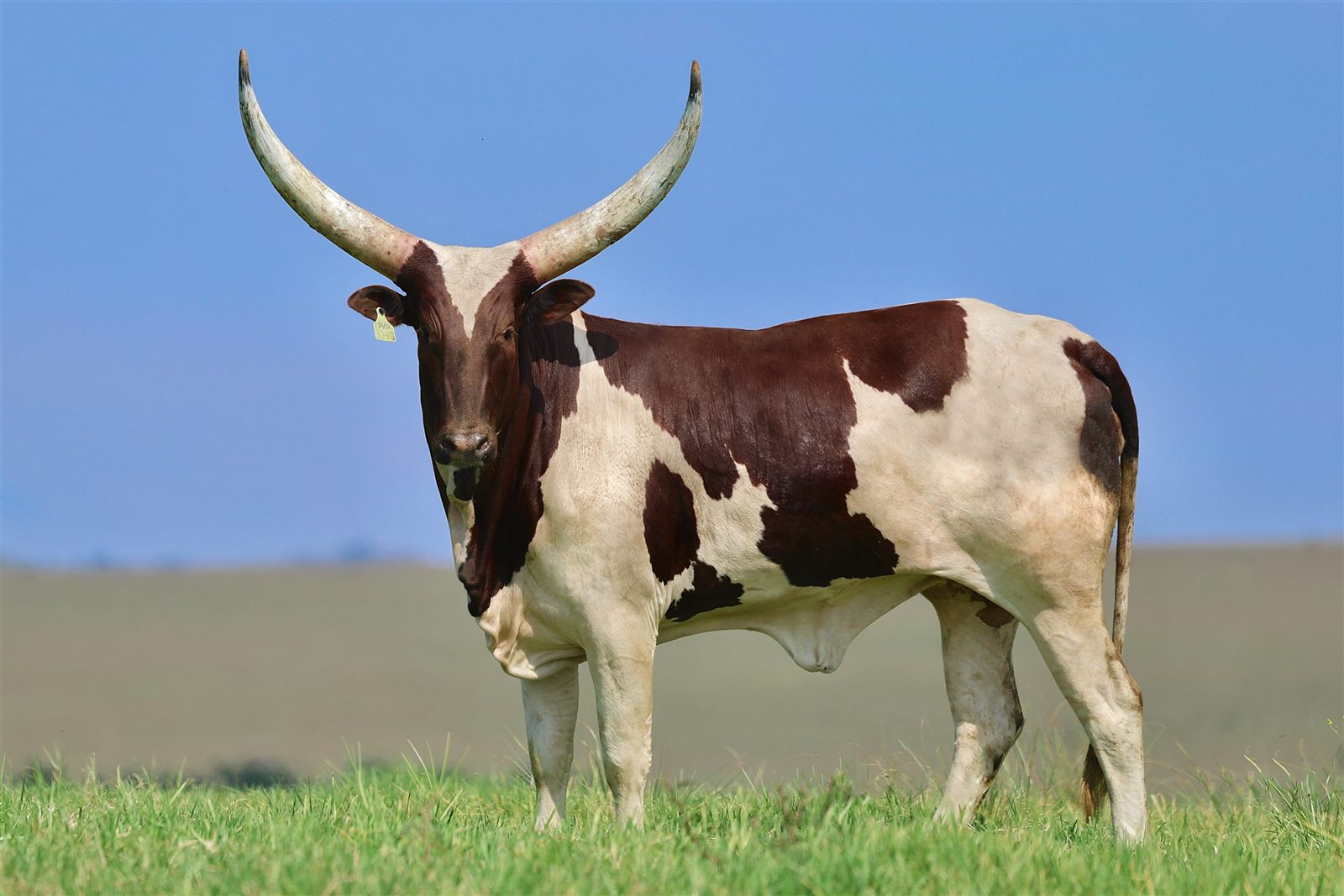 Khethi NANK22-017
