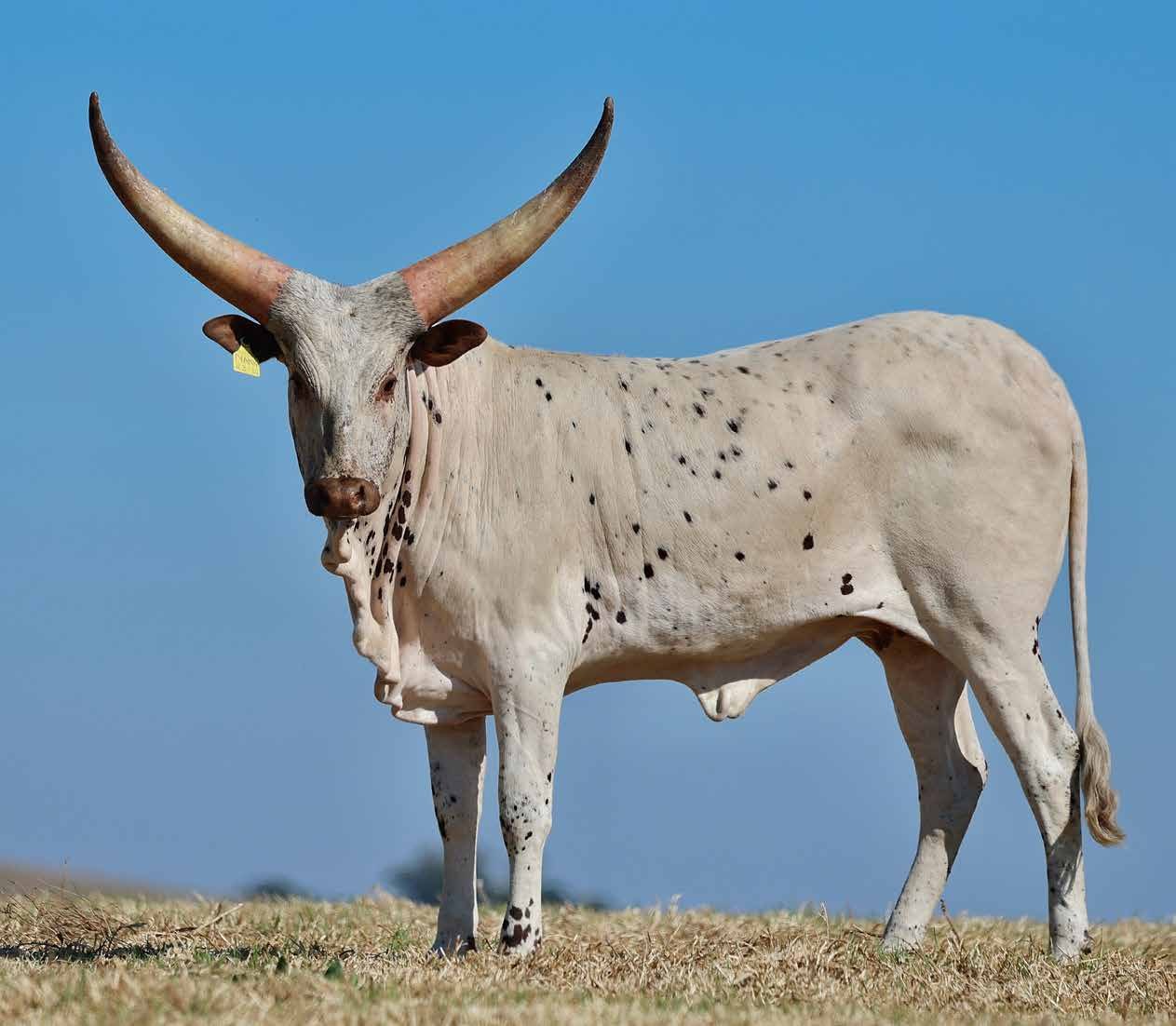 Zamba NANK23-012