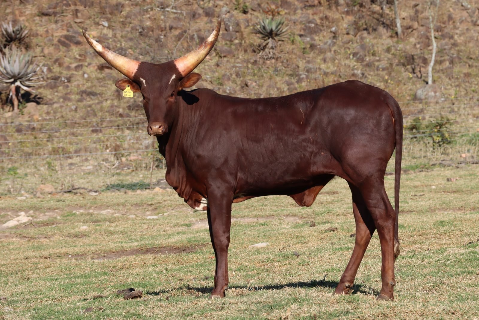 Mambo NANK23-150