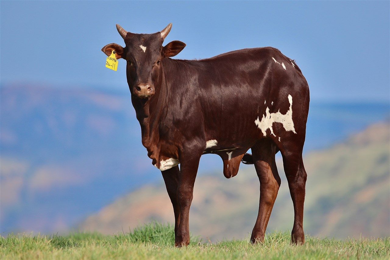 Desi NANK24-011