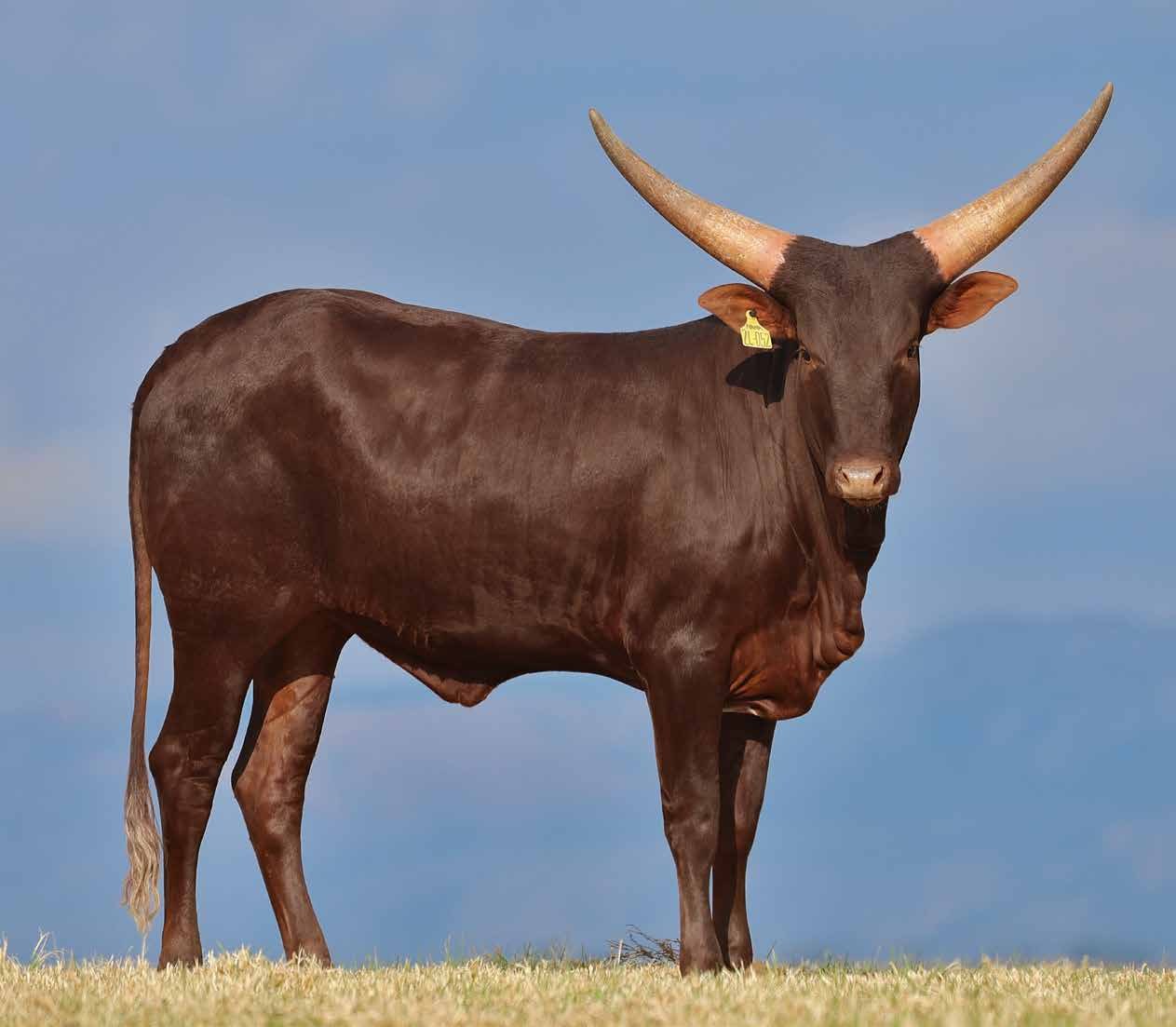 Karibu NANK24-052