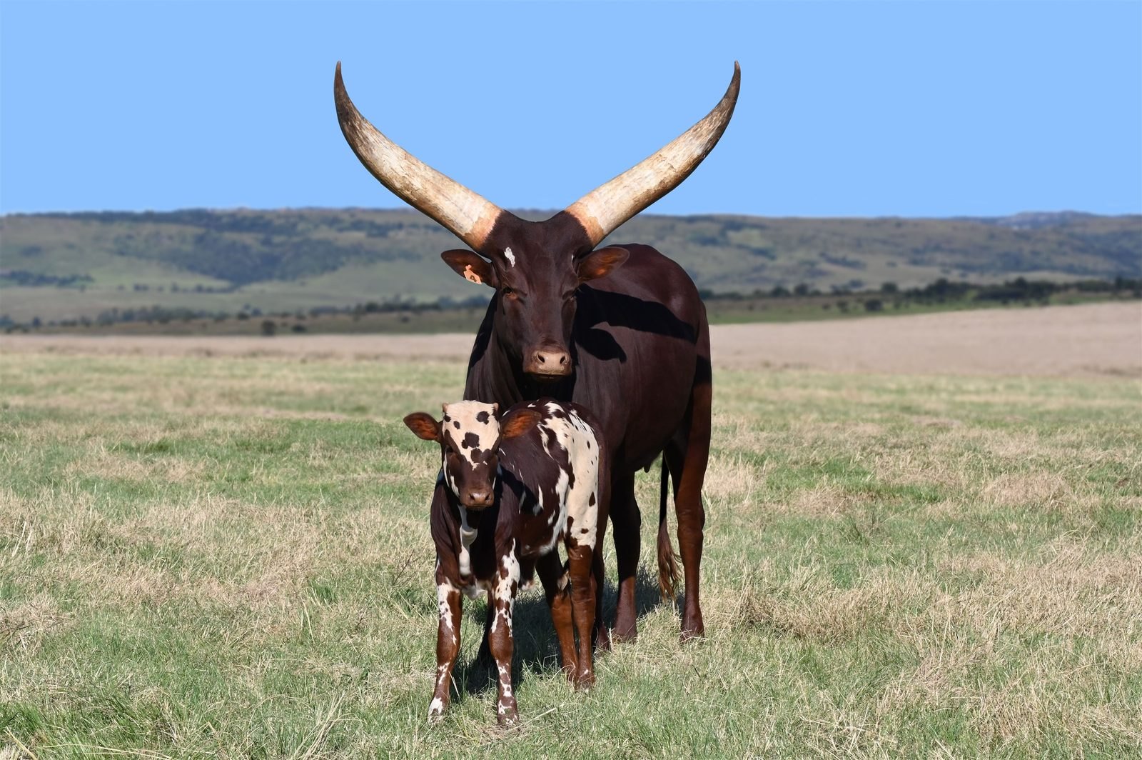 Ithuba RM20-004