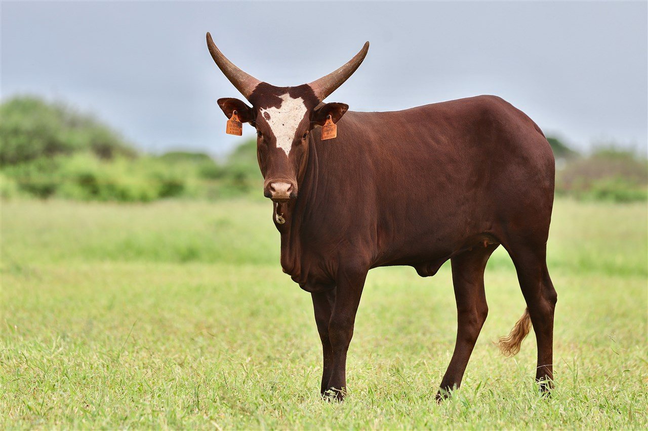 Asante SA23-002