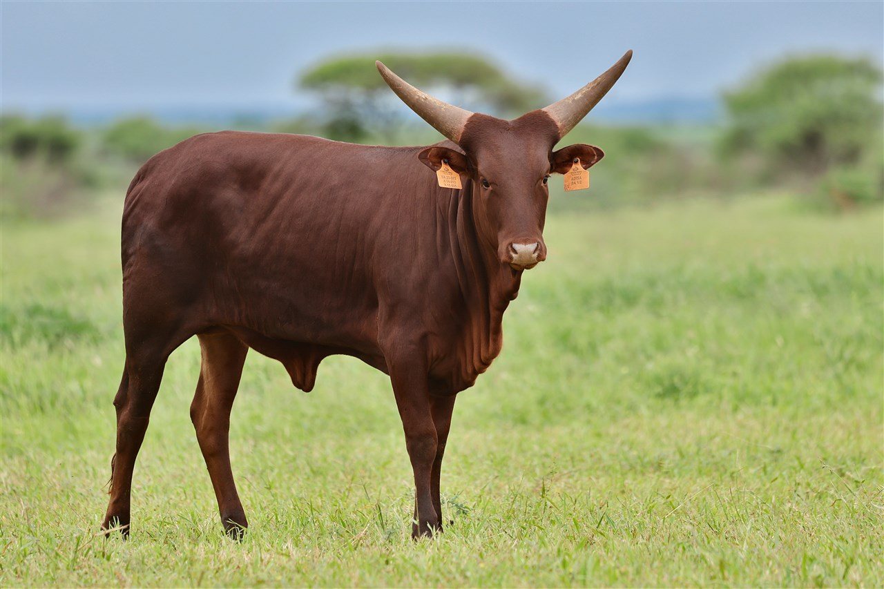 Adisa SA23-003