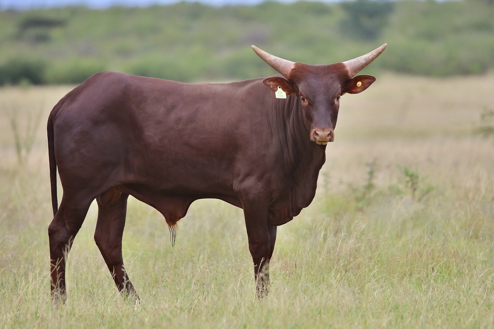 Perseus SA24-008