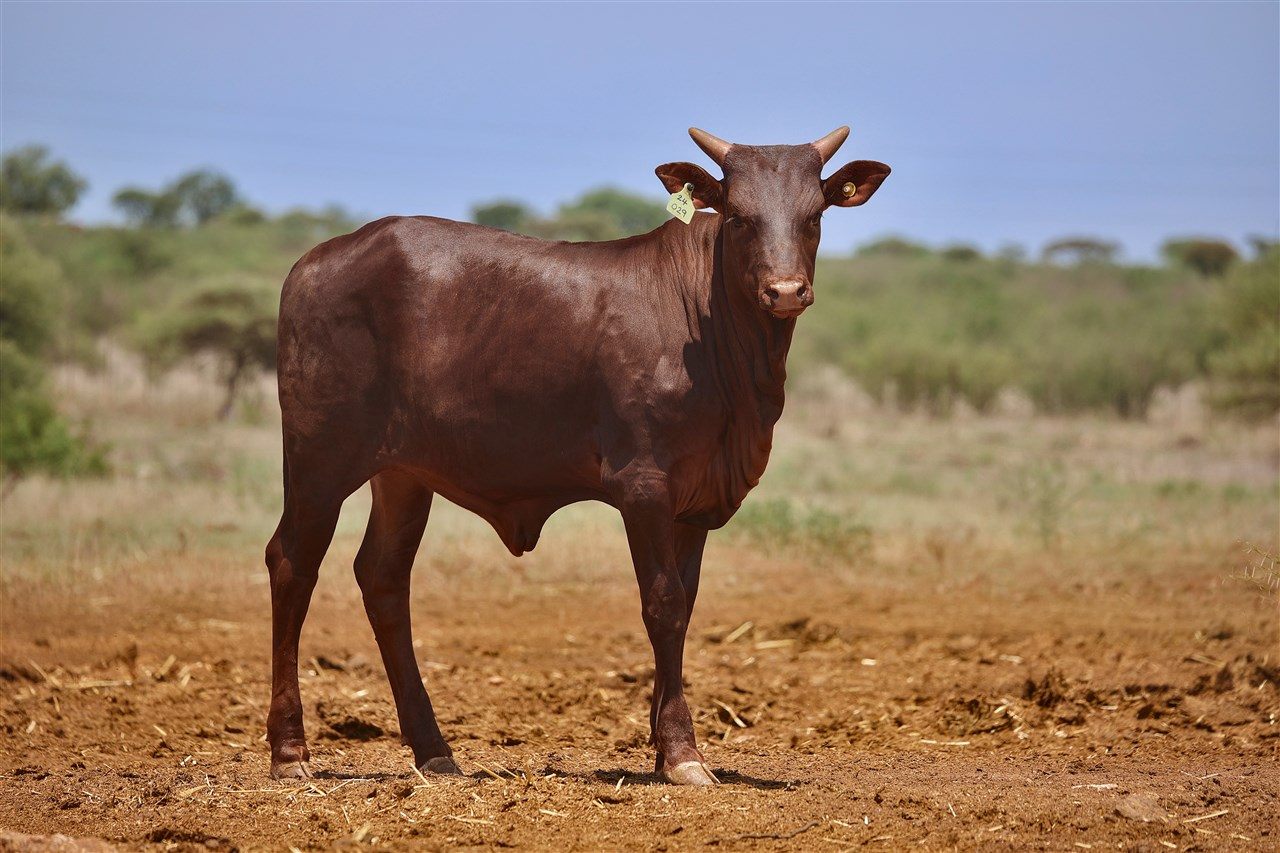 Shuala SA24-029