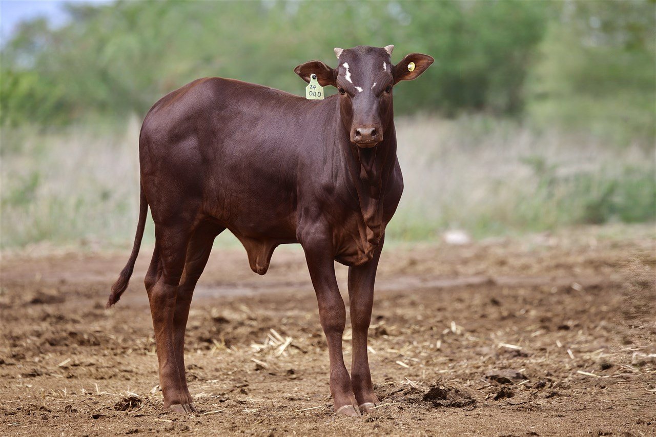Adhara SA24-040