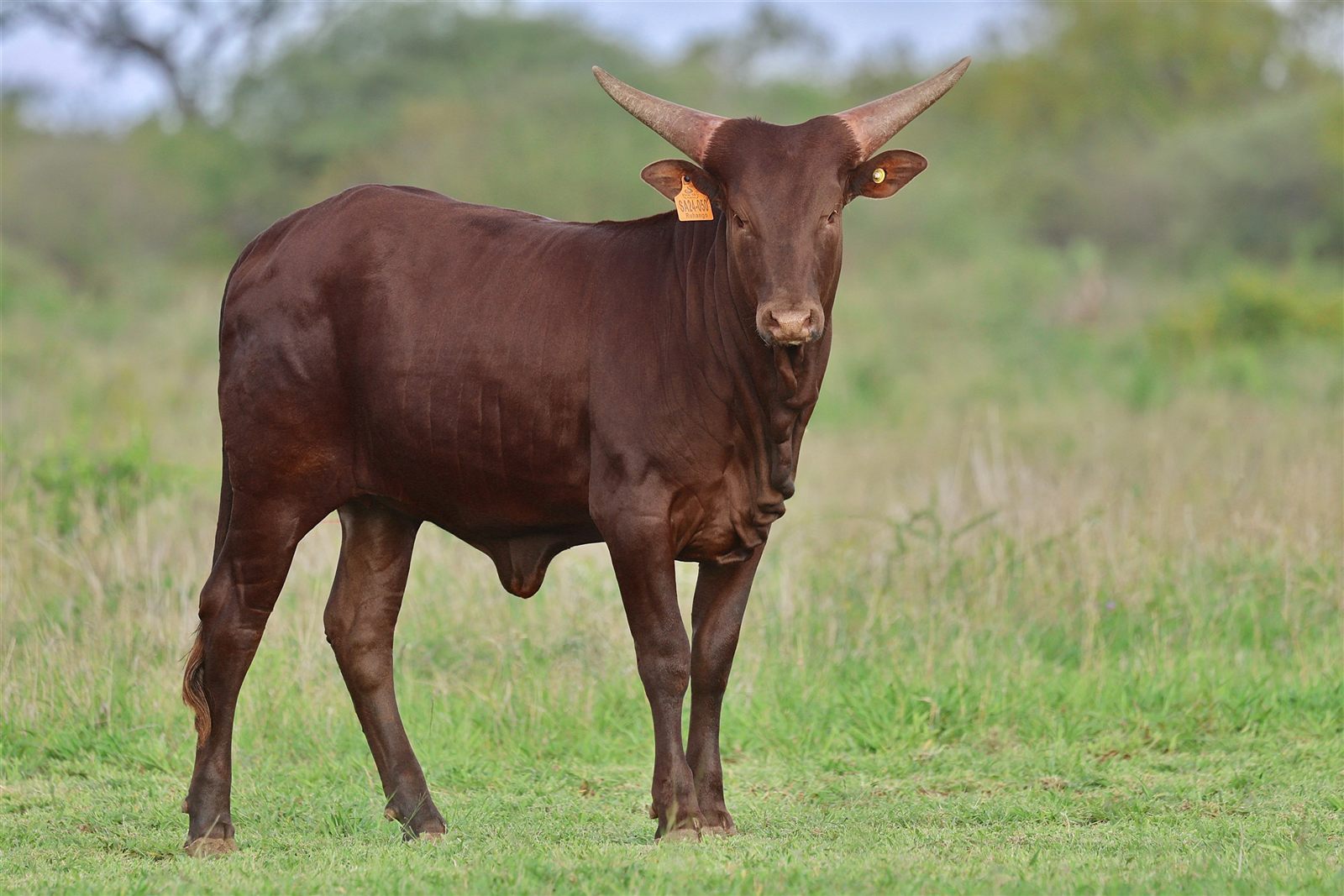 Diana SA24-050