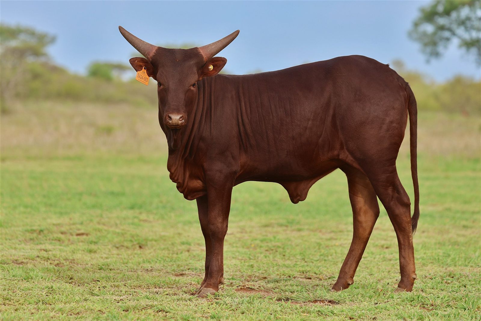 Zobuhle SA24-083