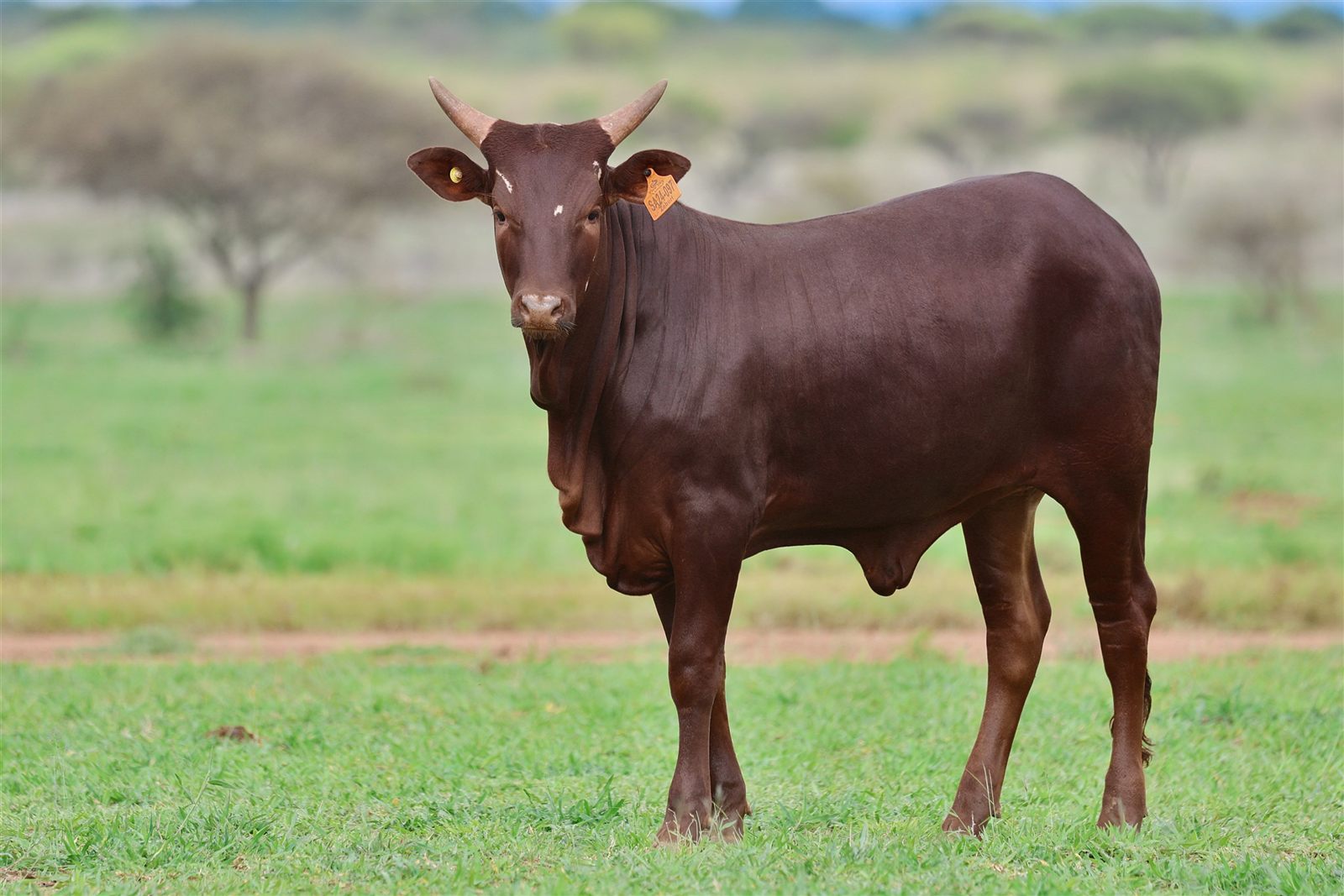 Zelda SA24-097