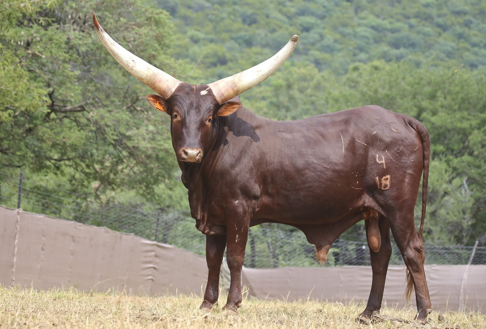 Tobias TC18-004