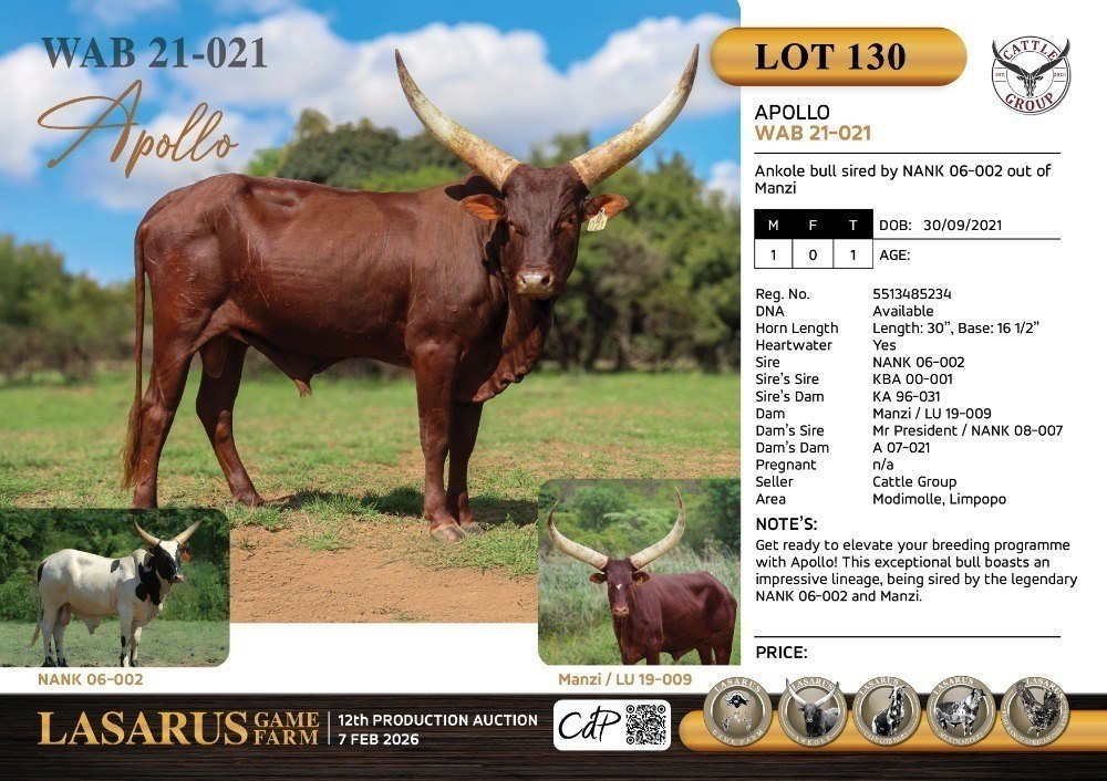 Apollo WAB21-021