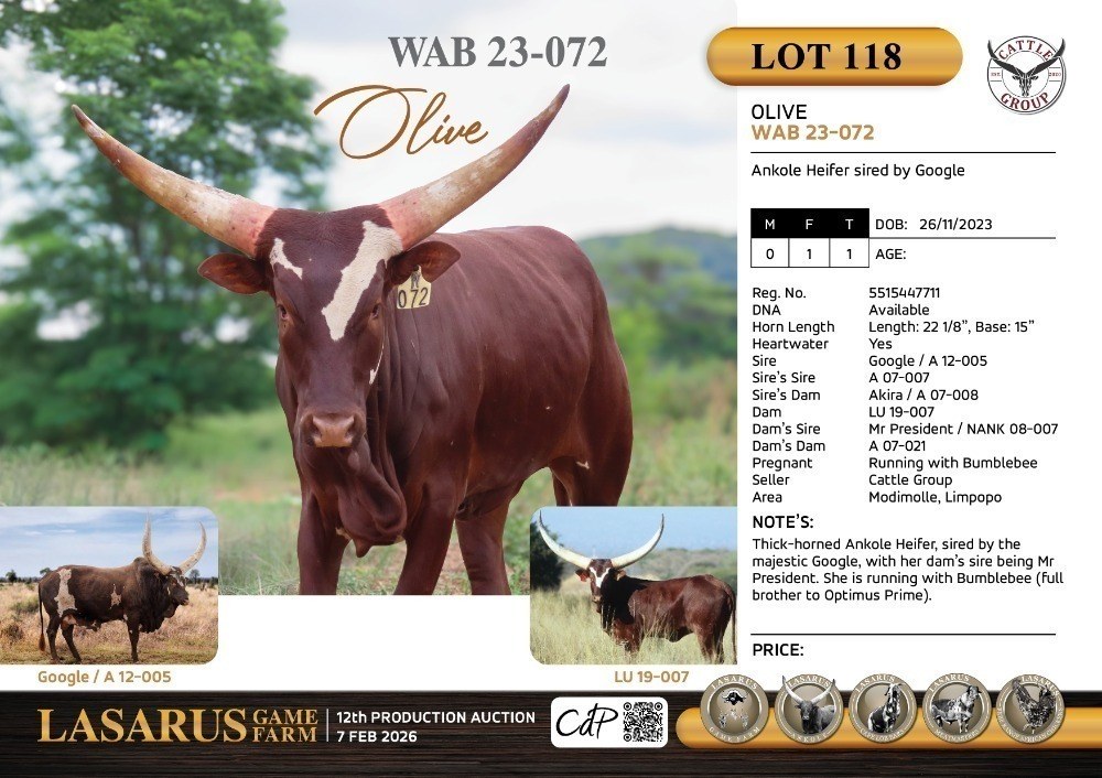 Olive WAB23-072