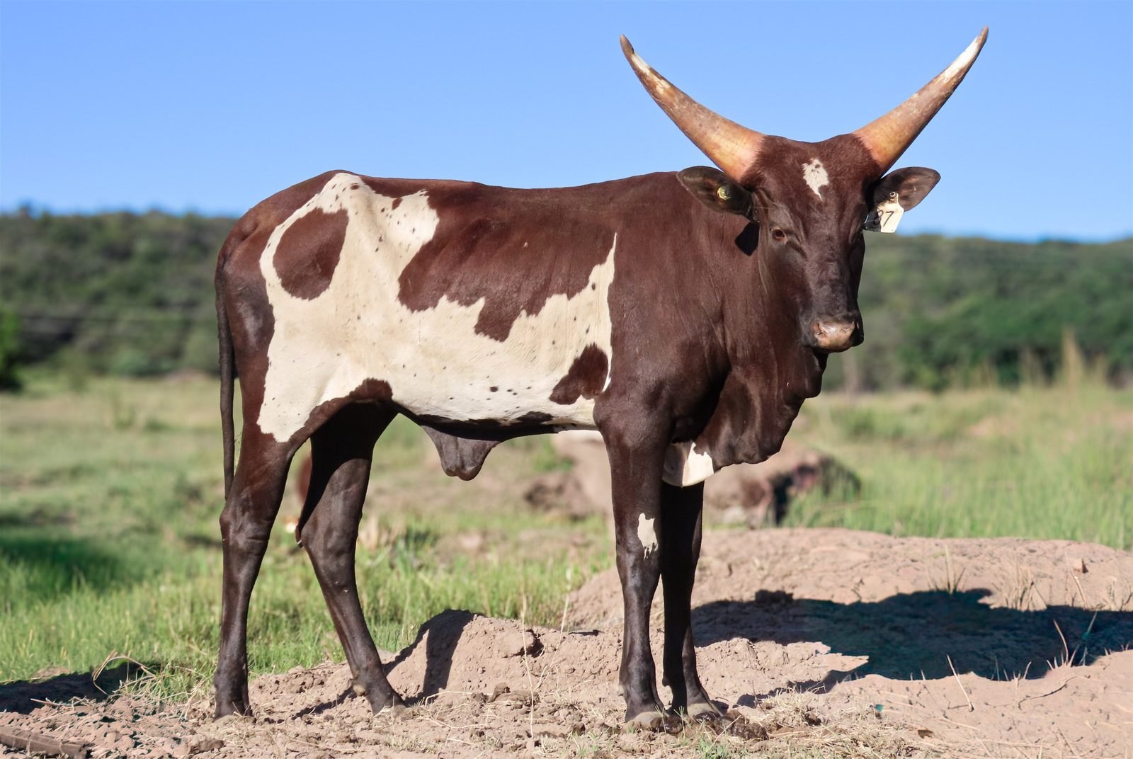 Zambezi WAB24-087