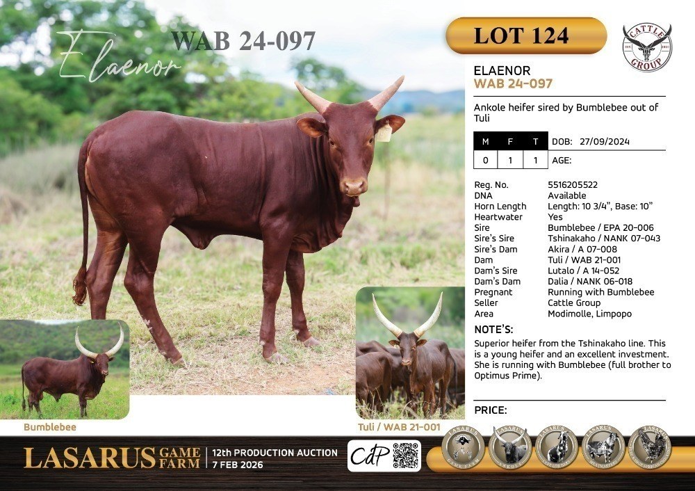 Elaenor WAB24-097