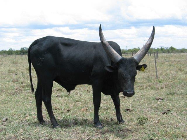 BA3, foundational imported bull, photographed in 2004