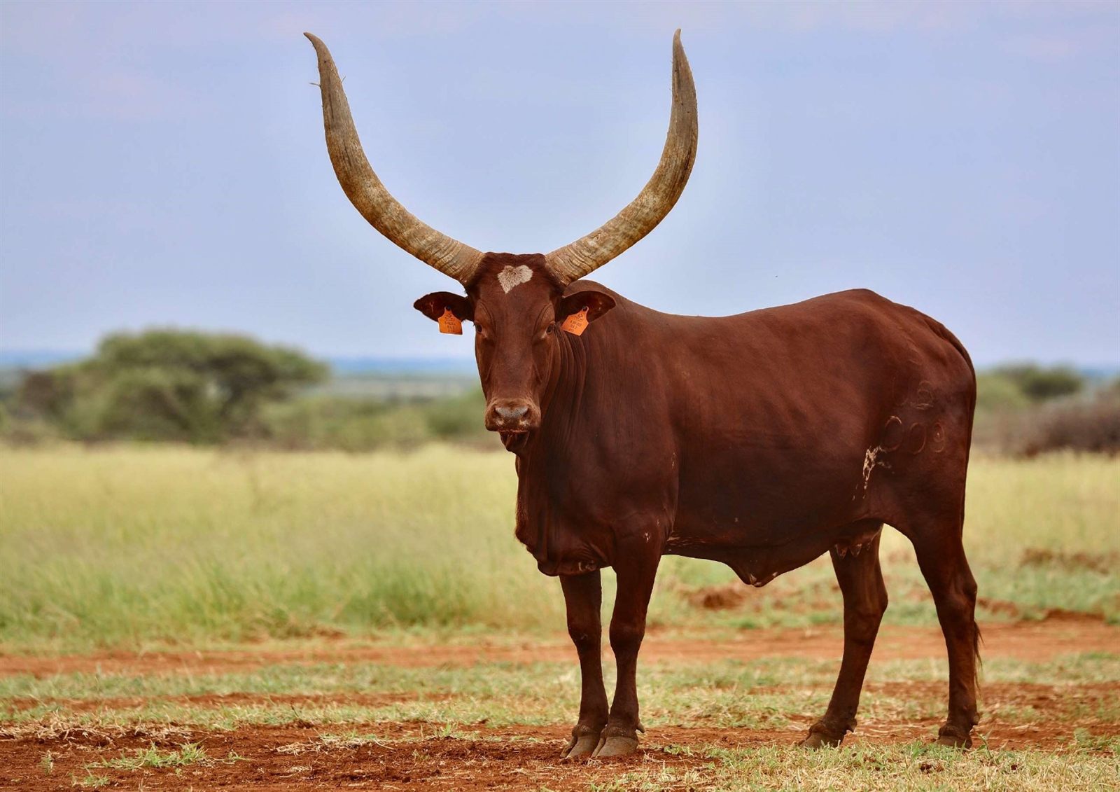 Sheba A06-009