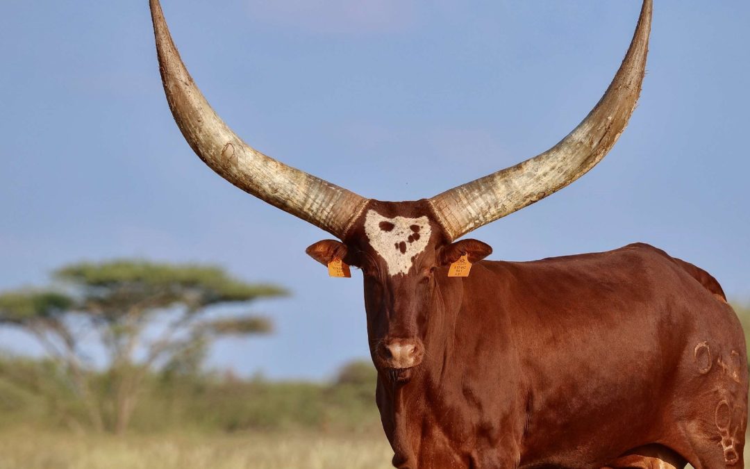 From oocyte to calf: what 4 600 oocytes have taught us about Ankole ET