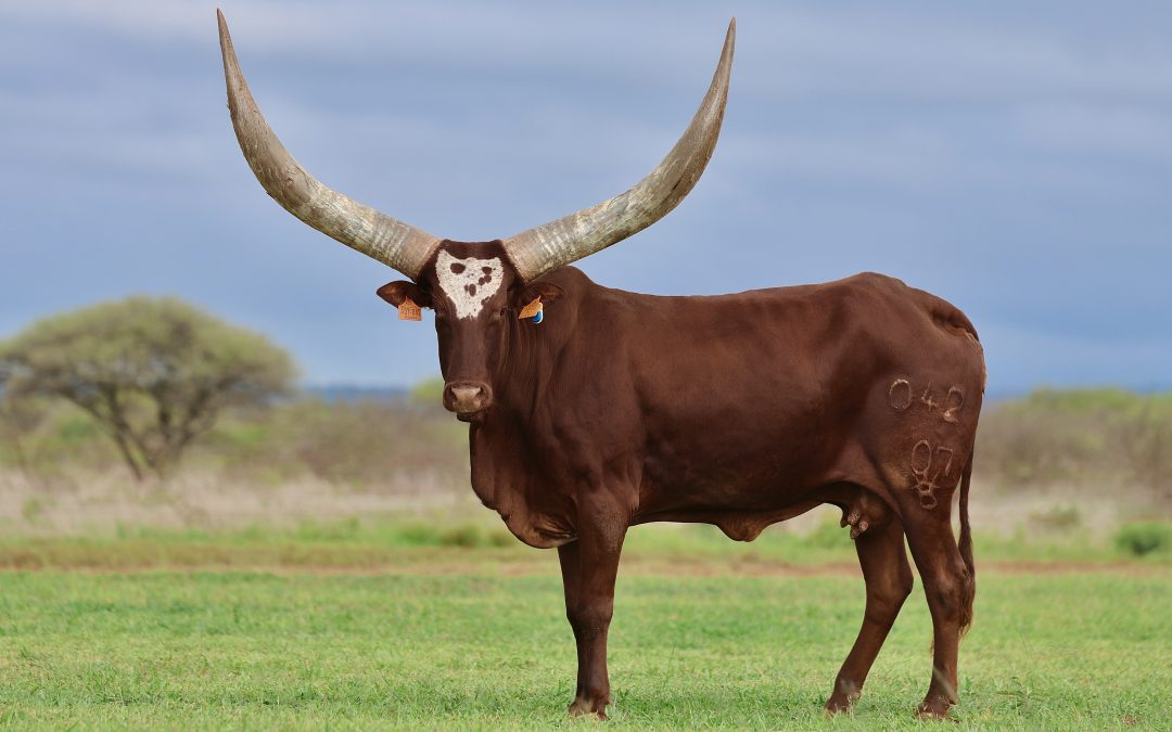 What constitutes an “Elite” Ankole?